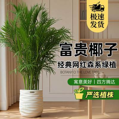 1.6-1.7富贵椰子大型绿植盆栽室内办公室好养四季常青净化空气zb