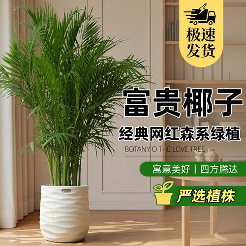 1.6-1.7富贵椰子大型绿植盆栽室内办公室好养四季常青净化空气zb