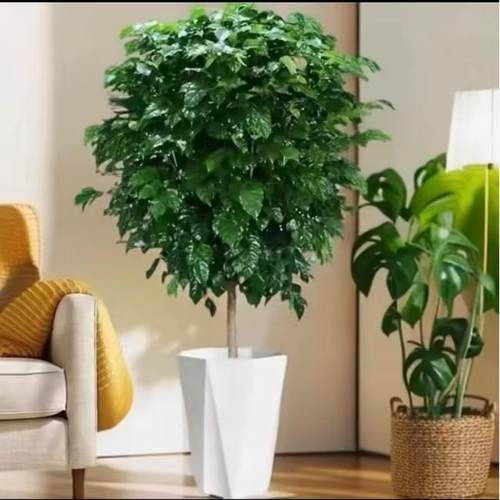 1-1.2米棒棒糖幸福树盆栽大客厅办公室网红绿植室内绿宝ZB