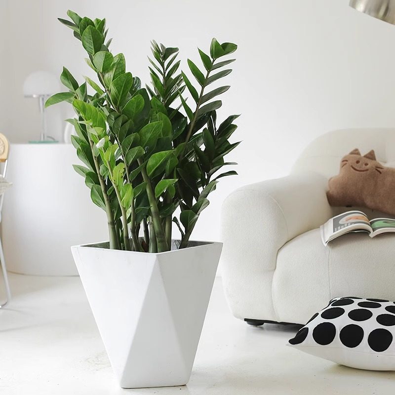 金钱树室内开花植物基地直发一物一拍