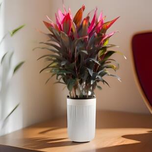 红叶朱蕉盆栽室内可水培植物好养客厅大型绿植ZB