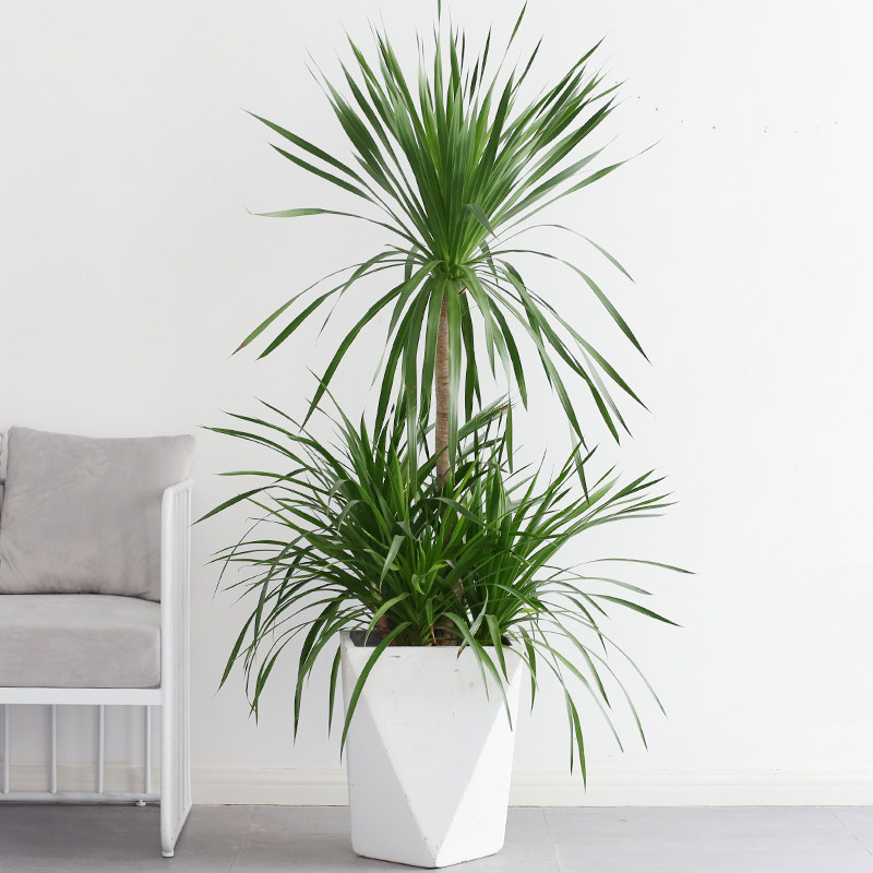 1.5-1.7双层龙血树绿植盆栽大型植物客厅室内多头造型老桩植物ZB,鲜花速递/花卉仿真/绿植园艺,大型绿植/成品组合盆栽,淘宝优惠券,粉丝福利购,淘宝优惠卷