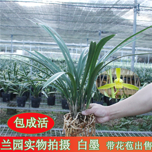 白墨兰花墨兰报岁兰年销花名贵高档花卉办公室阳台客厅绿植盆栽