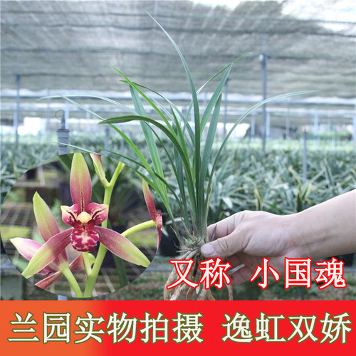 带花苞兰花兰花四季浓香