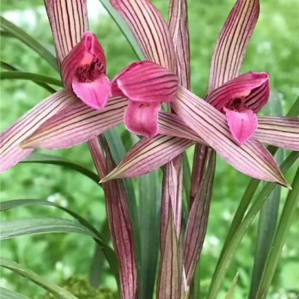 兰花苗老八种浓香型室内阳台绿植