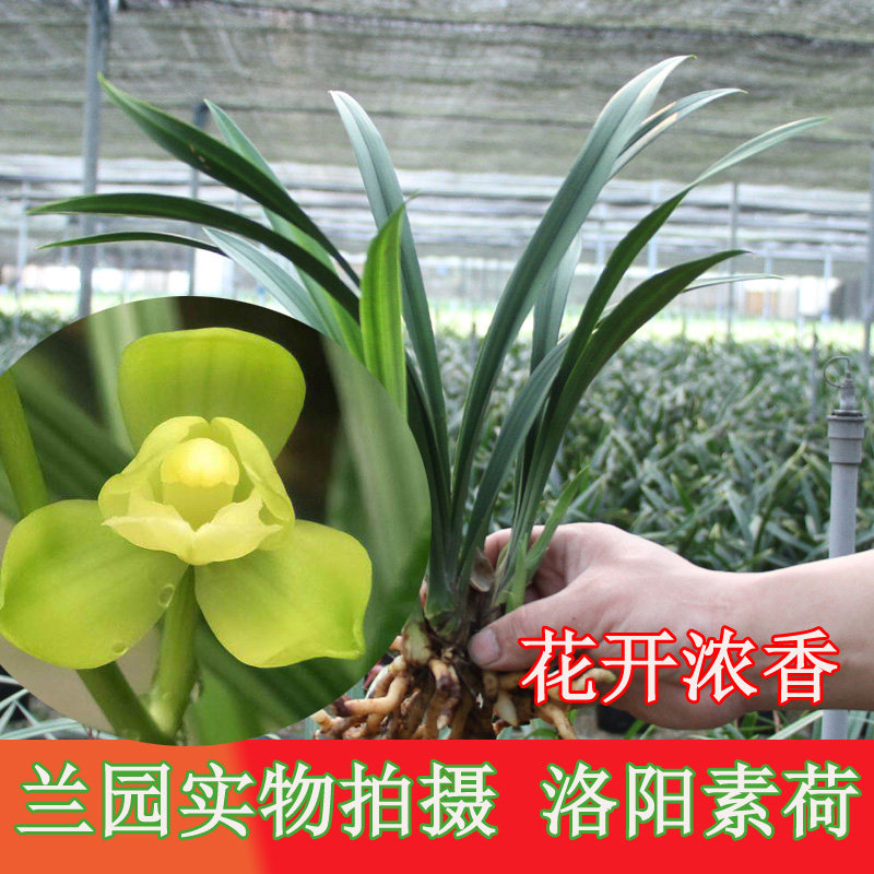 建兰洛阳素荷四季兰花开浓香漂亮高档名贵花卉办公室阳台绿植盆栽