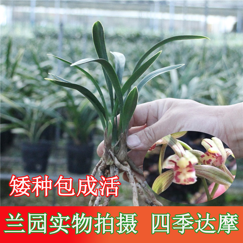 兰花四季达摩又称蝉月达摩建兰四季兰高档名贵花苞绿植盆栽包邮