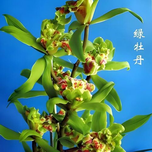 兰花苗精品兰花惠兰名品绿牡丹高档名贵花卉绿植盆栽