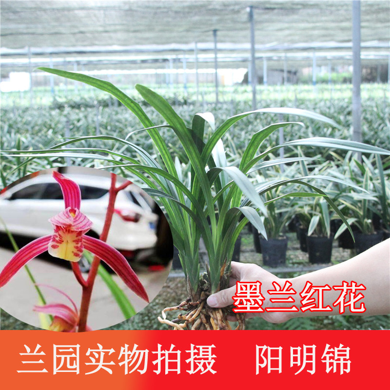 兰花阳明锦墨兰红花报岁兰年销花高档花卉办公室阳台客厅绿植盆栽