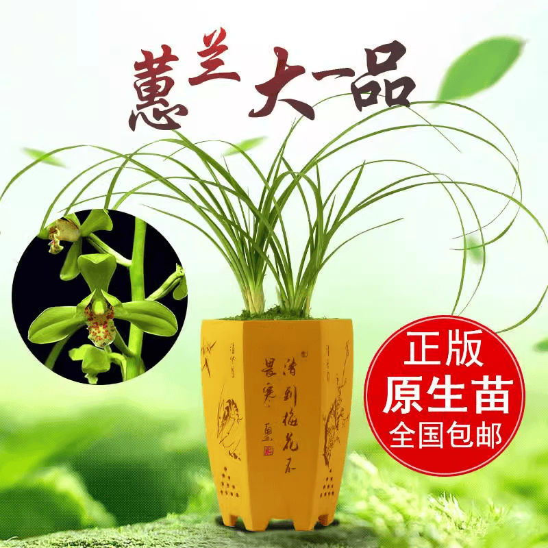 浓香型大一品老种梅瓣花