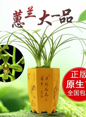 浓香型大一品老种梅瓣花