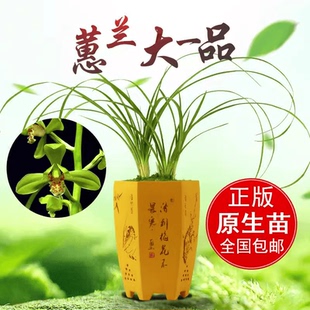 兰花苗 惠兰老种 大一品 老种浓香型梅瓣花精品绿植盆栽
