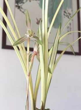 杂交白肋籽播多年生花色随机小苗