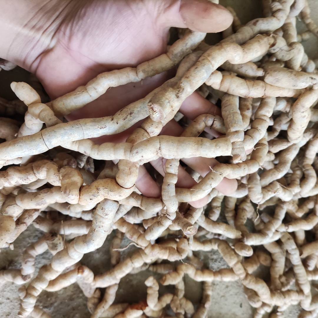 德庆新鲜巴戟生鲜特级男性煲汤泡酒料中药材生巴戟天现挖鸡肠风