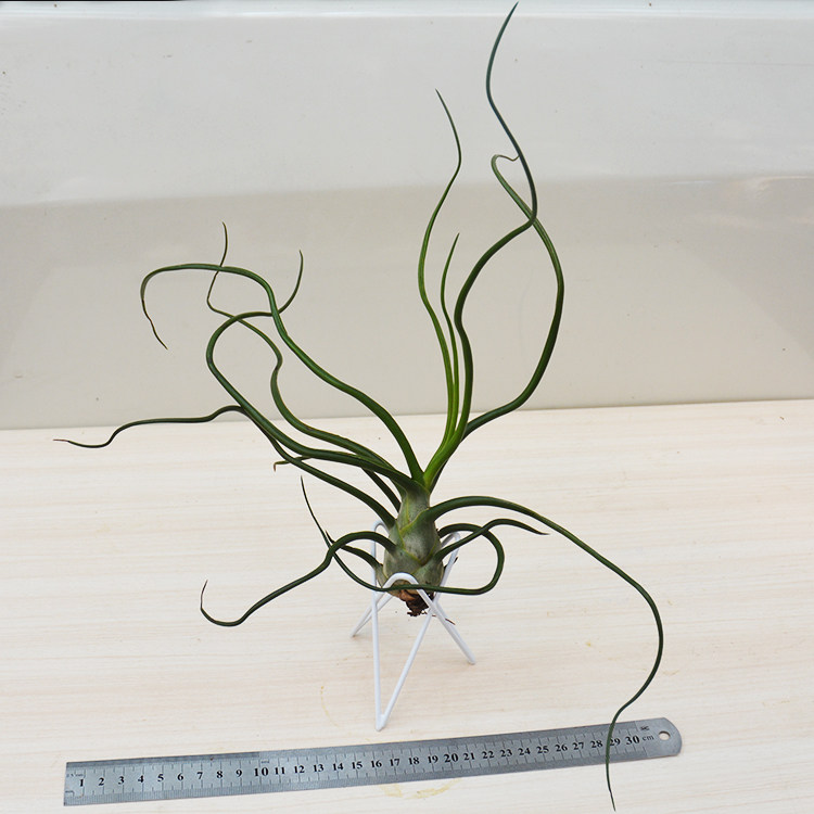 空气凤梨 小章鱼 蝴蝶超大 无土懒人植物 室内办公桌小绿植防辐射