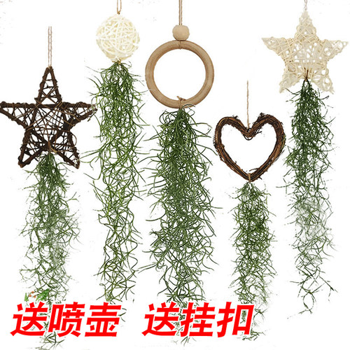 空气凤梨老人须空气草植物室内