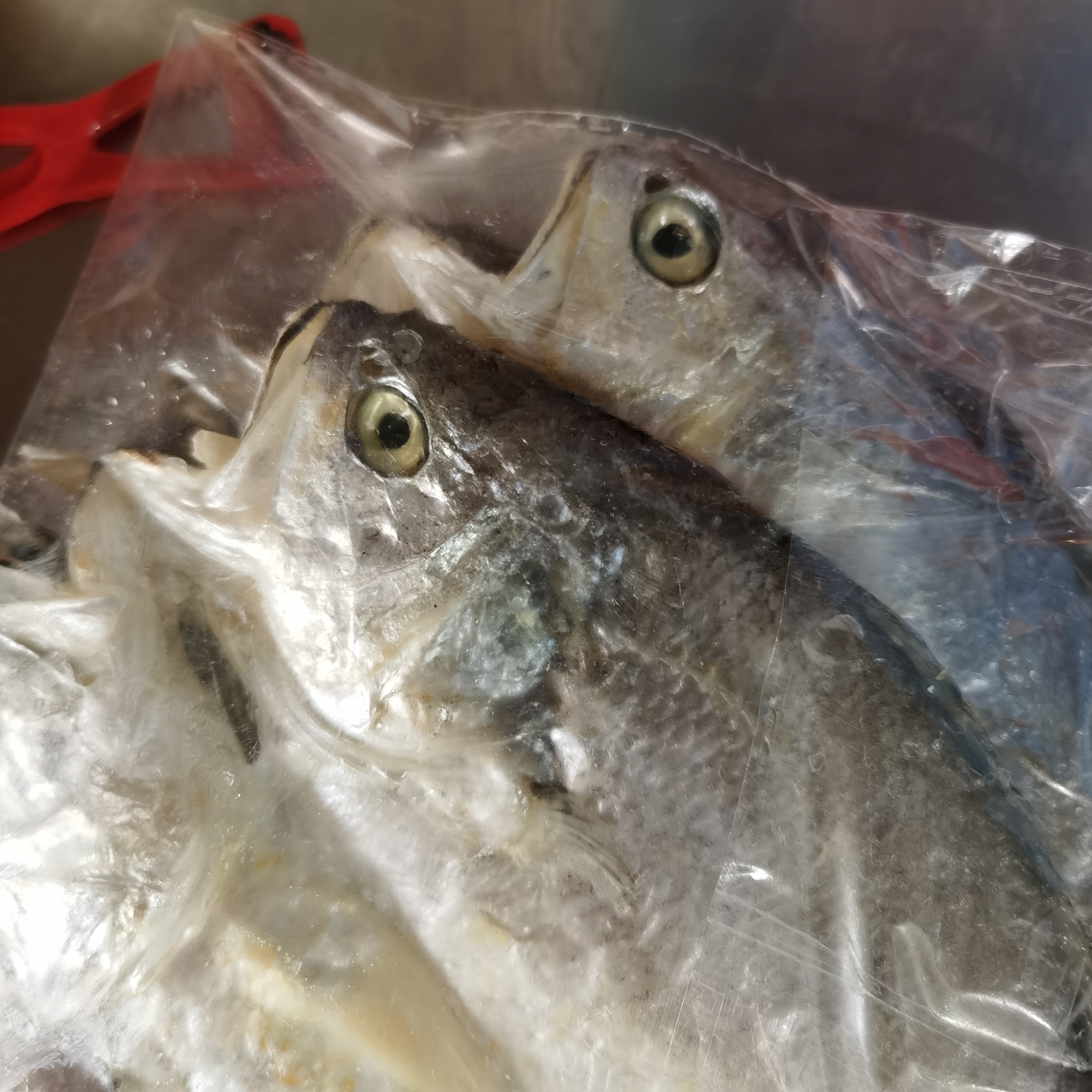 温州苍南特产微咸黄鱼鲞醇香大黄鱼干半干鱼鲞咸鱼大黄花鱼 5成干