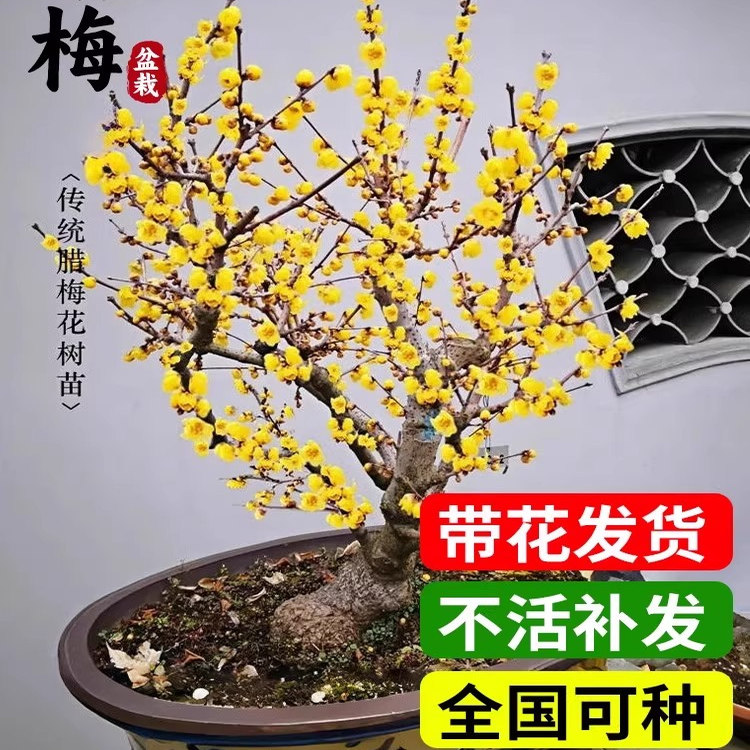 腊梅花树苗盆栽红梅老桩盆景耐寒原生素心腊梅地栽丛生花卉绿植物图片