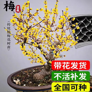 腊梅花树苗盆栽红梅老桩盆景耐寒原生素心腊梅地栽丛生花卉绿植物