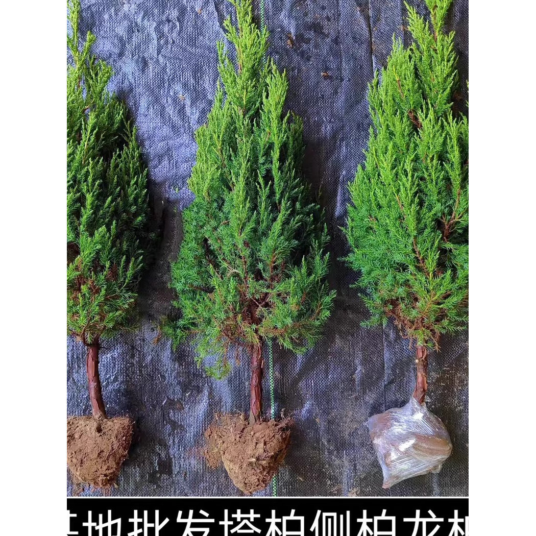 柏树苗松柏塔柏树苗蜀桧侧柏圆柏松树宝塔松龙柏柏树熏腊肉洗头发图片
