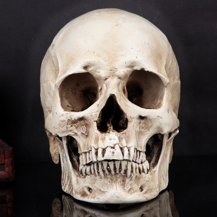 千奇坊万圣节珍藏版高仿真1：1人类头骨模型 医学头骨 树脂骷髅头