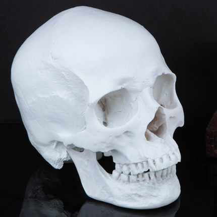 千奇坊万圣节珍藏版高仿真1：1人类头骨模型 医学头骨 树脂骷髅头