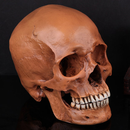 千奇坊万圣节珍藏版高仿真1：1人类头骨模型 医学头骨 树脂骷髅头