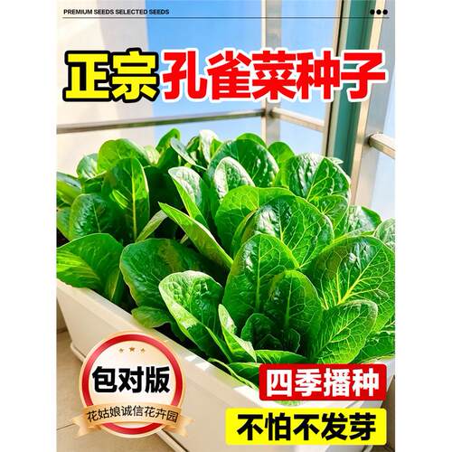 孔雀菜种子正宗四季可播