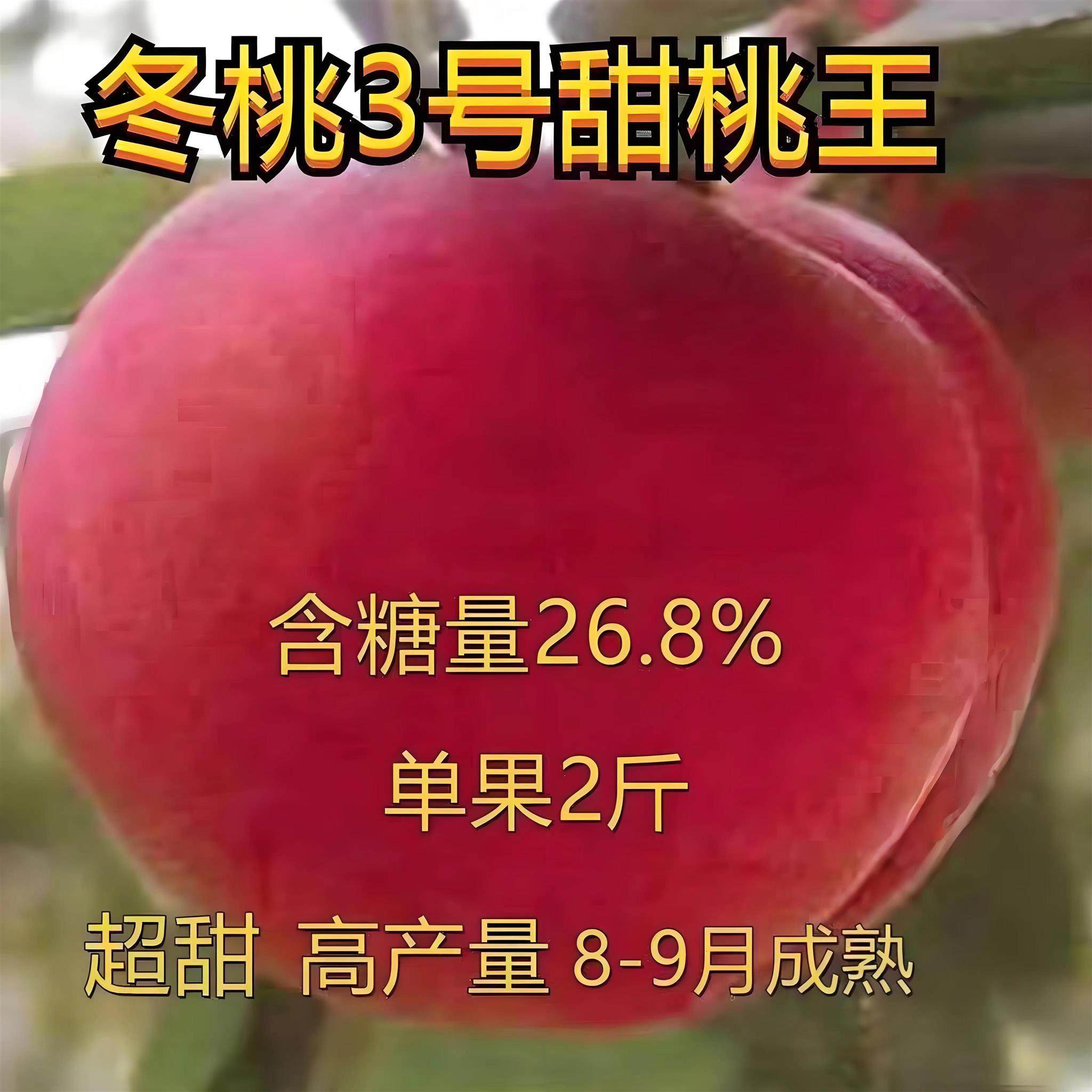 冬桃3号甜桃王晚熟嫁接新品种耐寒地栽 南方北方种植高产当年结果