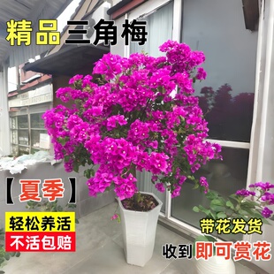 三角梅花树苗盆栽带花老桩特大苗漳红樱室内阳台高端爬藤四季开花