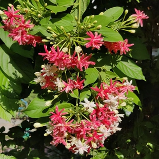 使君子花苗重瓣藤类攀爬植物室外花苗藤本花卉阳台使君子爬藤植物