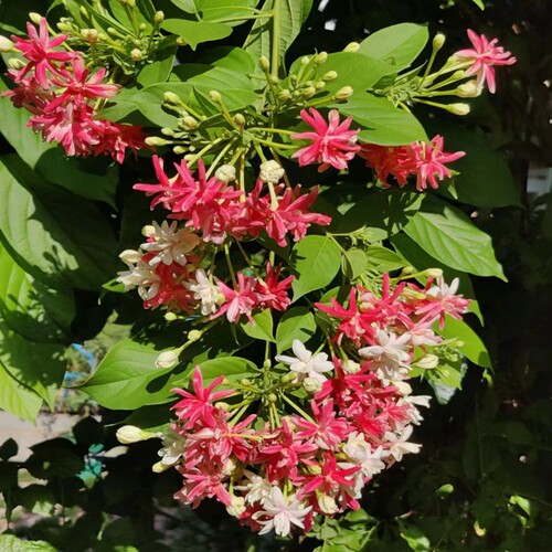 使君子花苗重瓣藤类攀爬植物室外花苗藤本花卉阳台使君子爬藤植物
