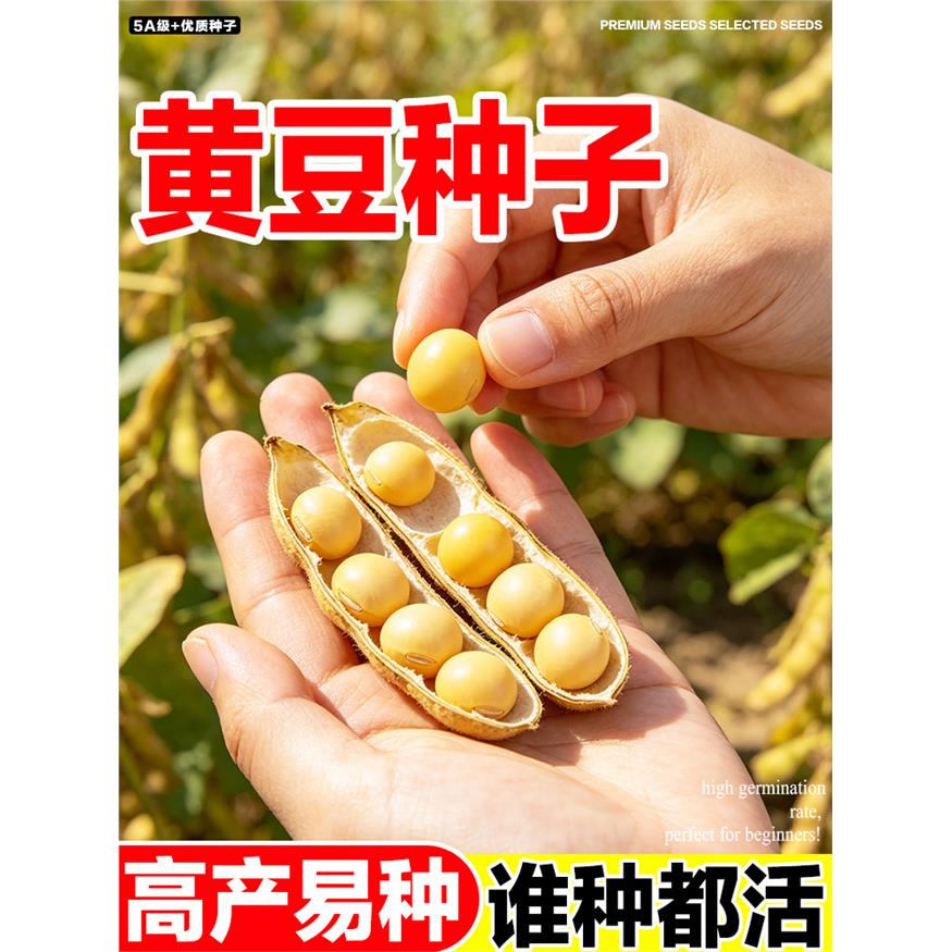 黄豆种子高产自老品种大图片