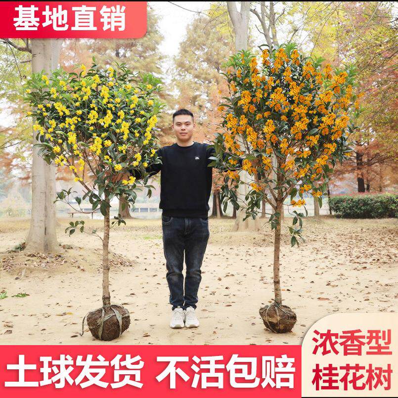 原生桂花树苗地栽大树八月金桂丹桂盆栽别墅庭院绿化苗木四季常青