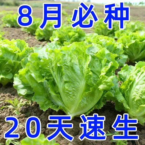 意大利生菜种子耐寒耐热四季播汉堡脆甜田园庭院蔬菜种籽懒人菜籽