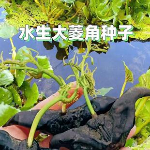 超大老菱角种苗高产青菱角种红菱角种苗水生植物牛头菱角遇水就活