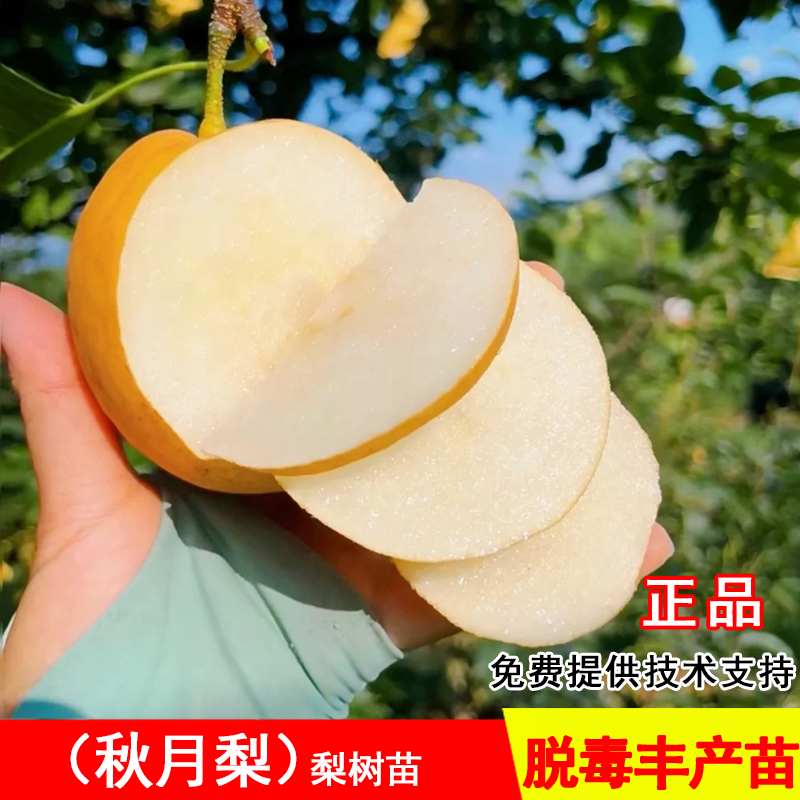 秋月梨树苗特大薄皮黄梨冰糖蜜梨苗盆栽地栽南北方种植水果树果苗