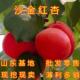 沙金红杏树苗品种杏树苗早熟特大甜杏子树果树活苗南北方地栽种植
