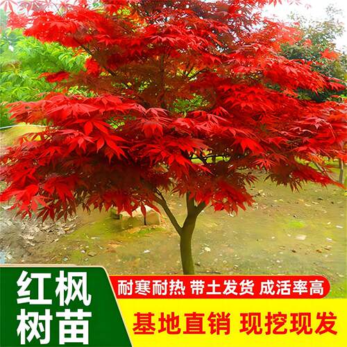 正宗日本红枫树苗原生红舞姬四季红枫盆景盆栽庭院别墅绿化风景树