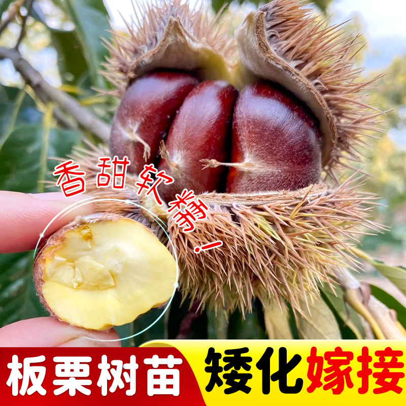 板栗苗树果树果苗南方北方庭院种植嫁接特大栗子树苗盆栽当年结果