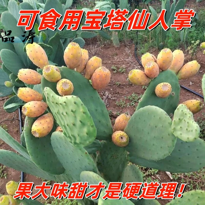 宝塔仙人掌可以开花结果的食用仙人掌多肉植物盆栽