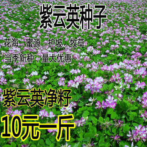 紫云英种子红花草籽养蜂蜜源高产绿肥牧草种孑食用野菜种籽好养的