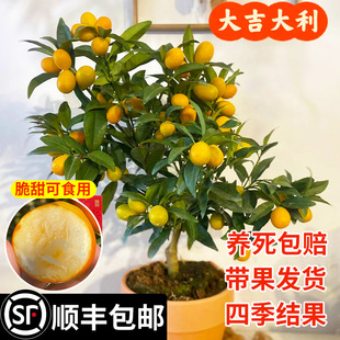 金桔树盆栽带果可食用四季脆皮金橘桔子阳台庭院南方北方果树果苗