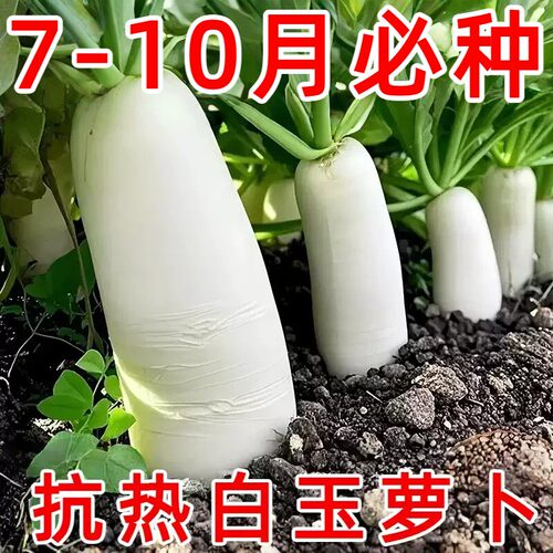特大白玉白萝卜耐热耐高温耐储藏实心多汁春秋播种家庭蔬菜种子