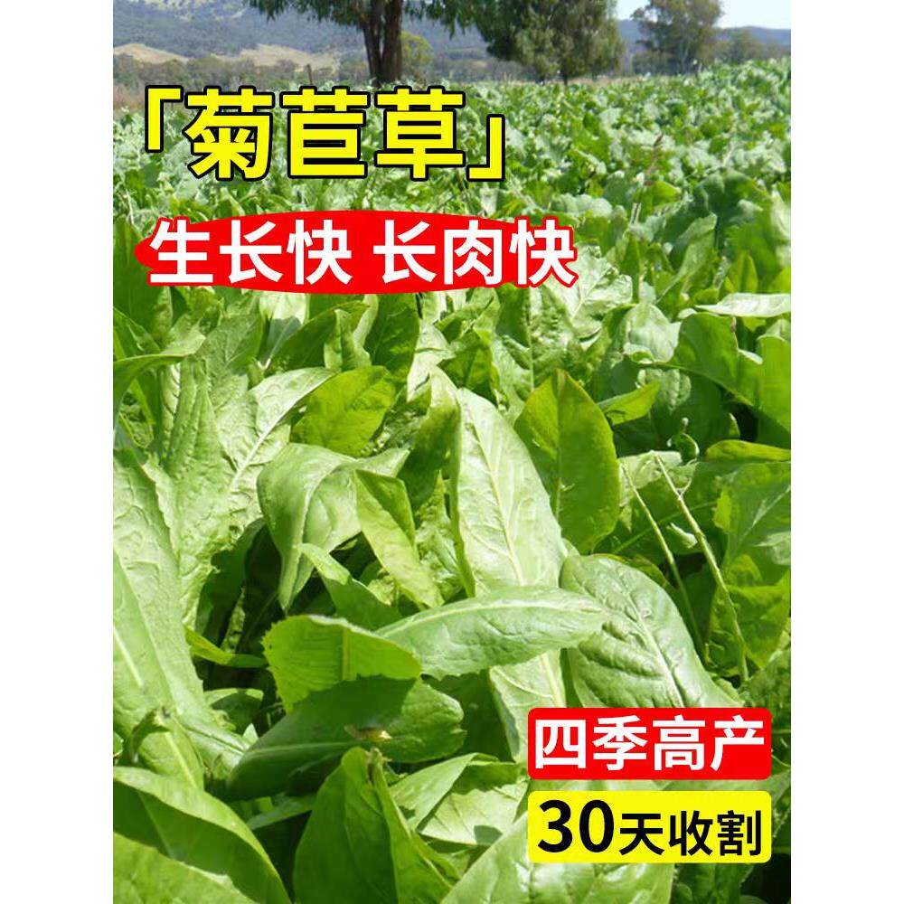 四季再生大叶菊苣种子养殖四季牧草草籽鸡鸭鹅牛羊猪草高产种子籽