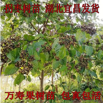 正宗拐枣苗树特大非嫁接万寿果树当年结果糖果树地栽庭院水果苗