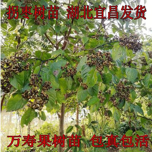 正宗拐枣苗树特大非嫁接万寿果树当年结果糖果树地栽庭院水果苗