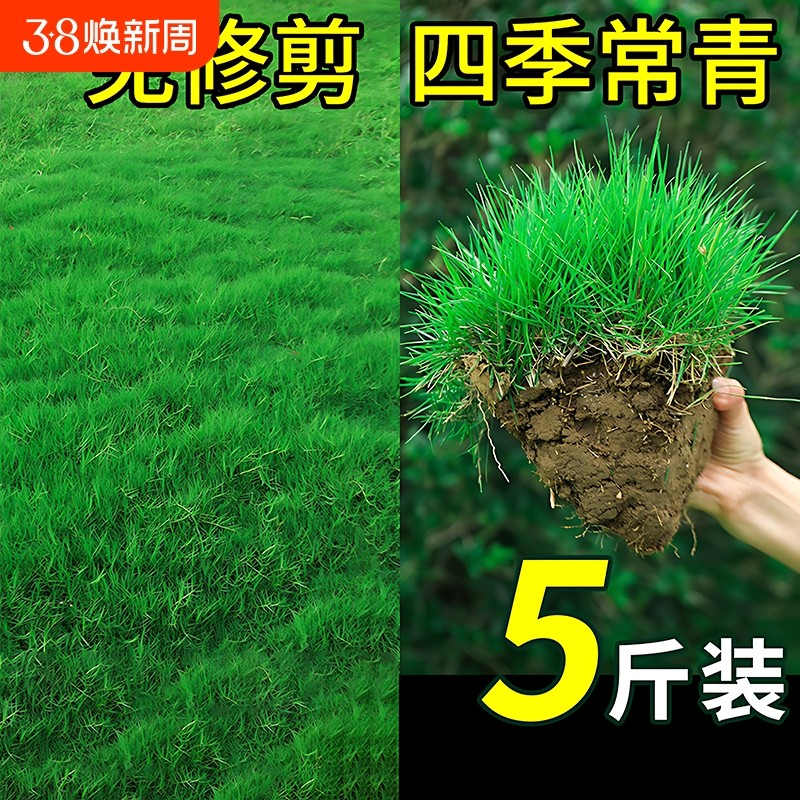 草坪草籽四季常青护坡马尼拉庭院地毯草皮绿化黑麦草种子孑矮生,鲜花速递/花卉仿真/绿植园艺,家庭园艺种子,淘宝优惠券,粉丝福利购,淘宝优惠卷