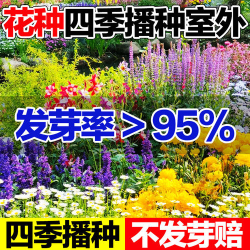 花种四季播种室外籽花苗
