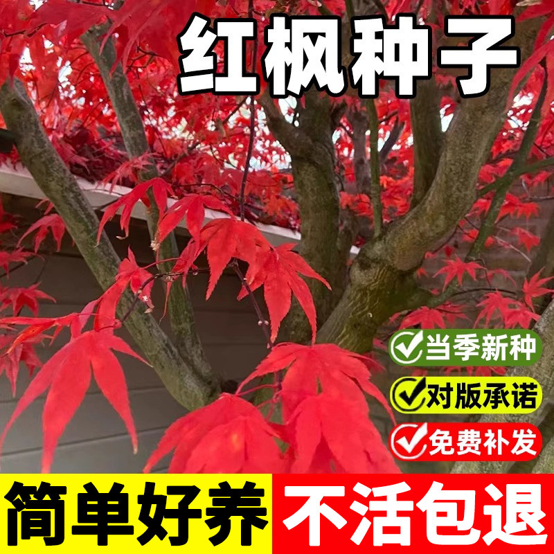 红枫种子美国四季红叶枫树籽 秋火焰庭院家居盘景树花种籽子图片